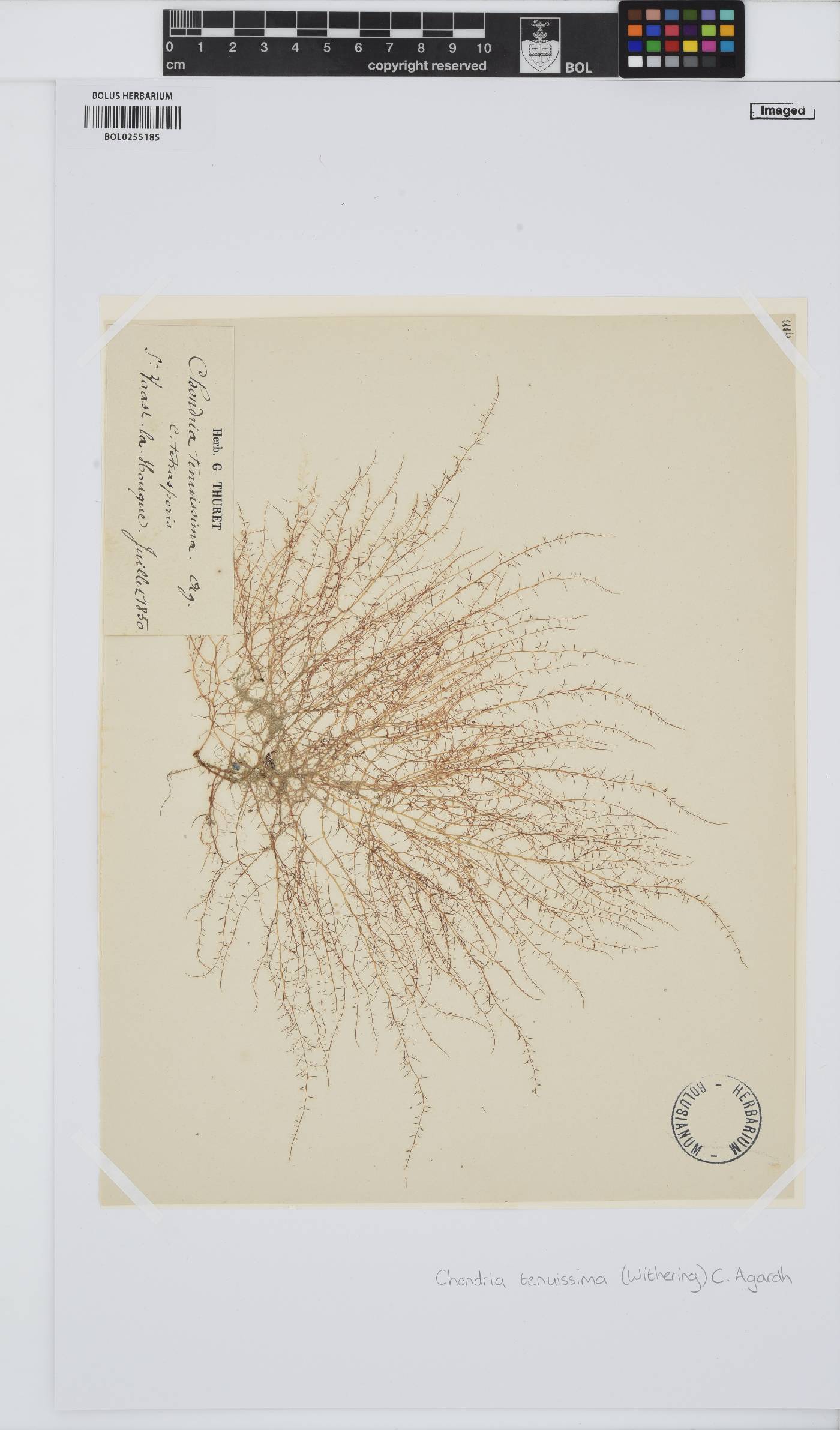 Chondria capillaris image