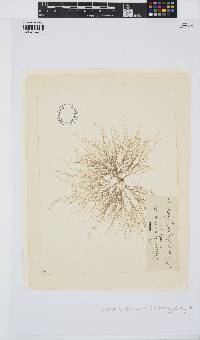 Chondria capillaris image