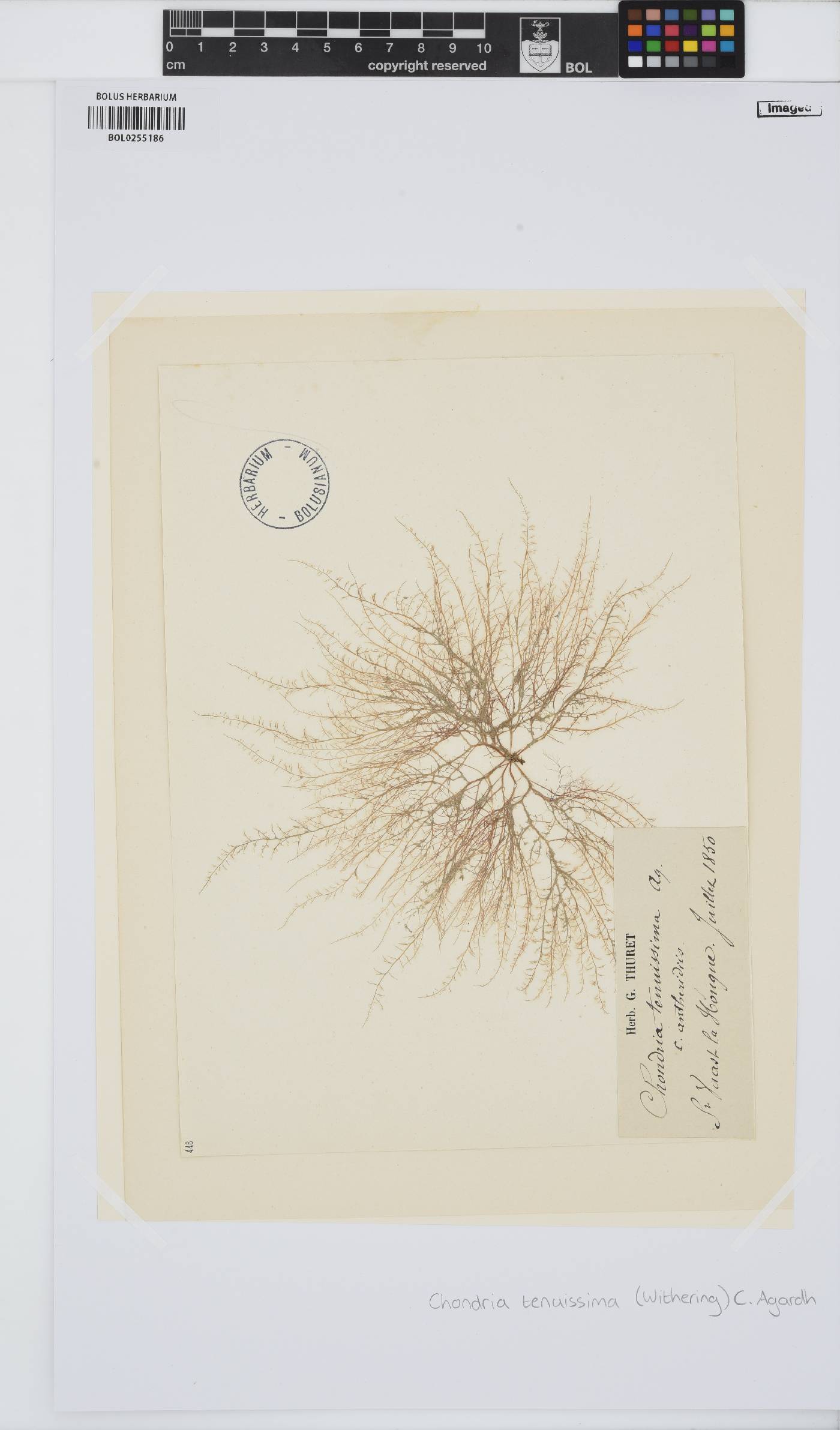 Chondria capillaris image