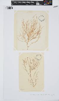 Chondria capillaris image