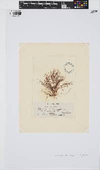 Chondria capillaris image