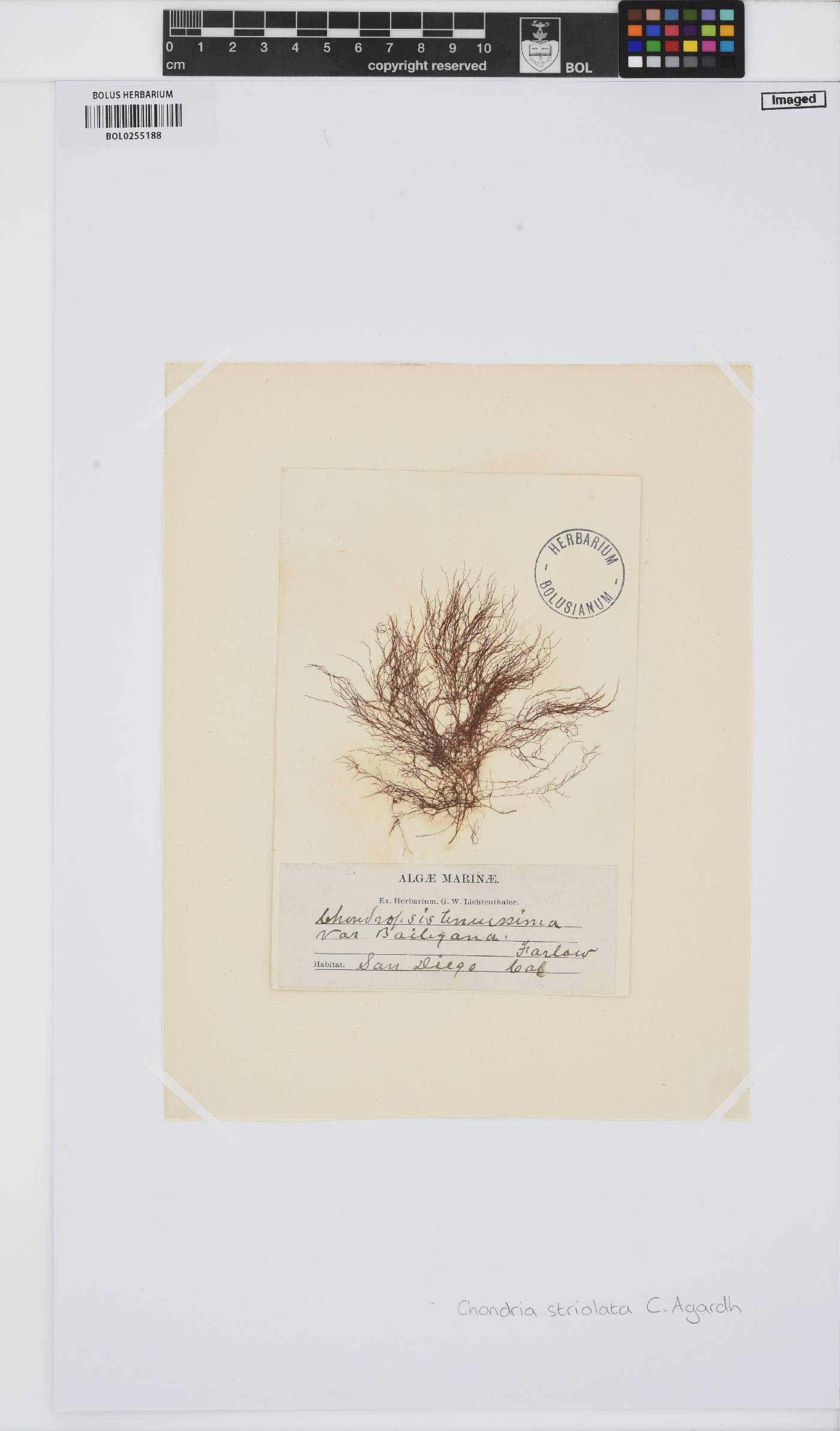 Chondria capillaris image
