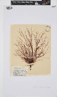 Chondria capillaris image