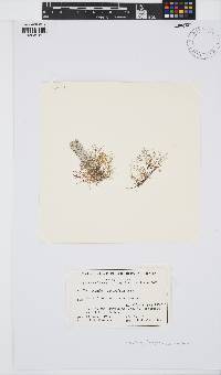 Image of Chondria lanceolata