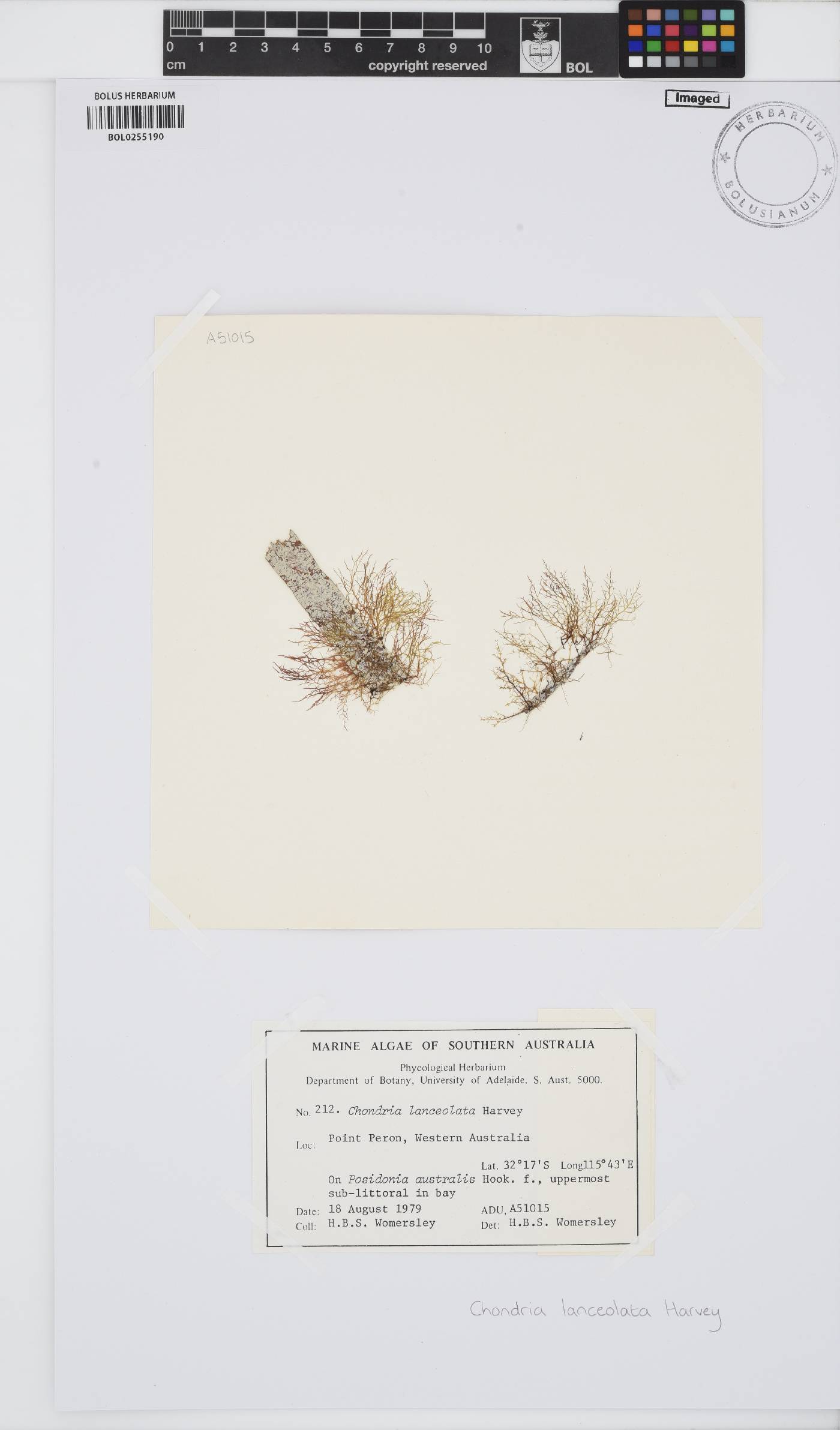 Chondria lanceolata image