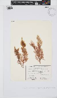 Image of Chondria incrassata