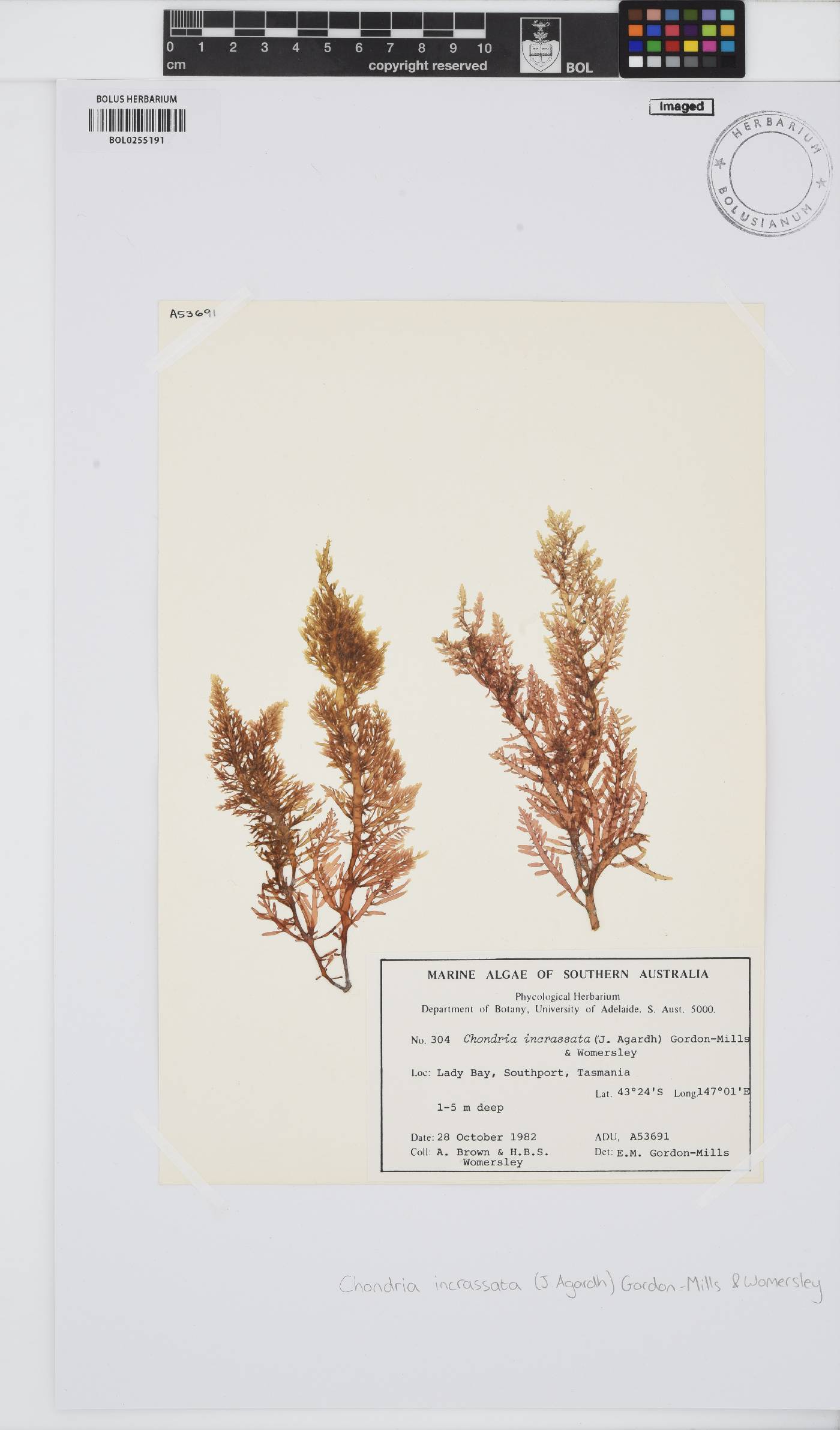 Chondria incrassata image