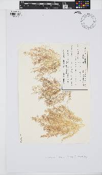 Image of Chondria fusifolia