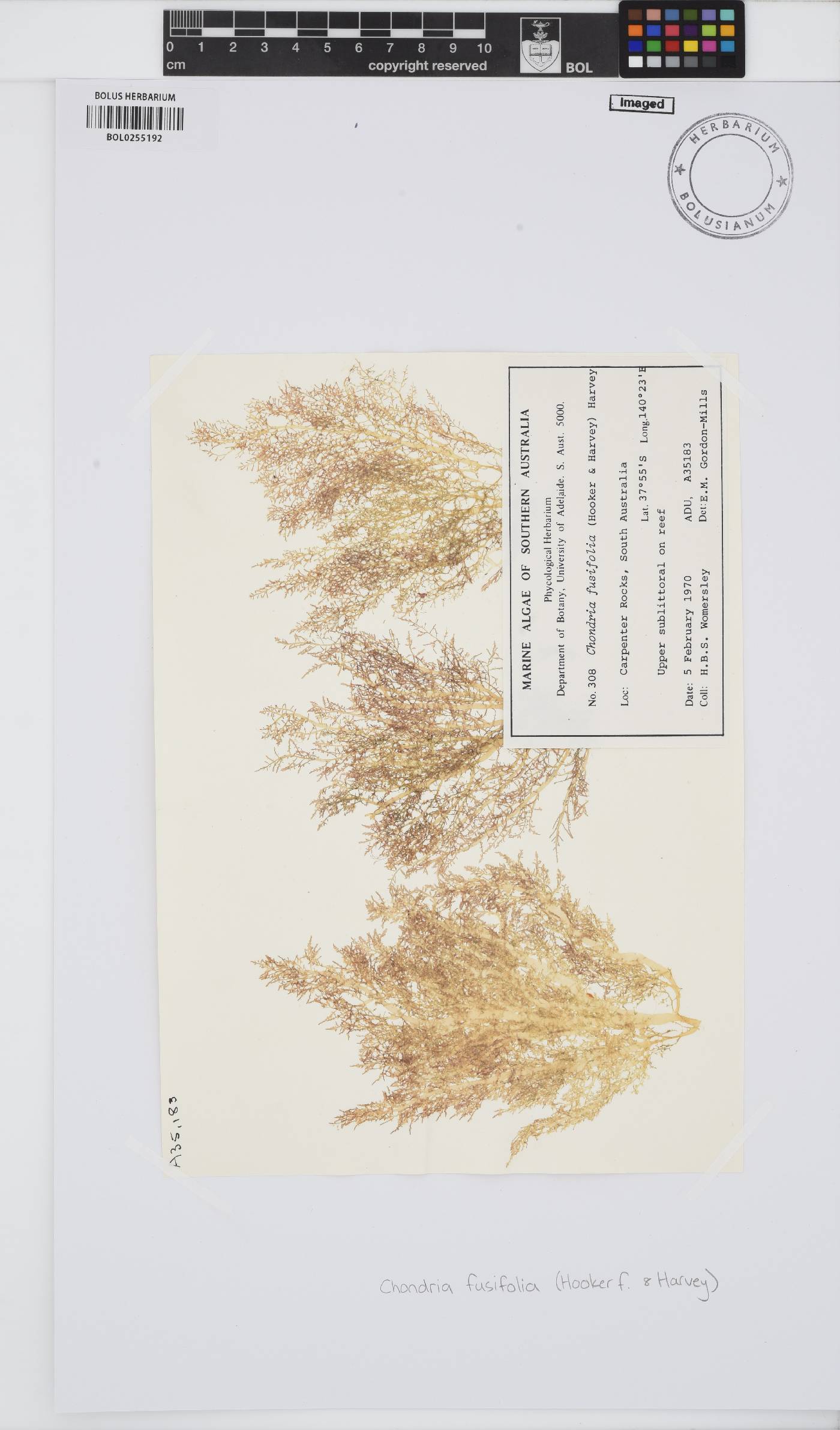Chondria fusifolia image