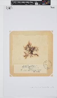 Chondria dasyphylla image