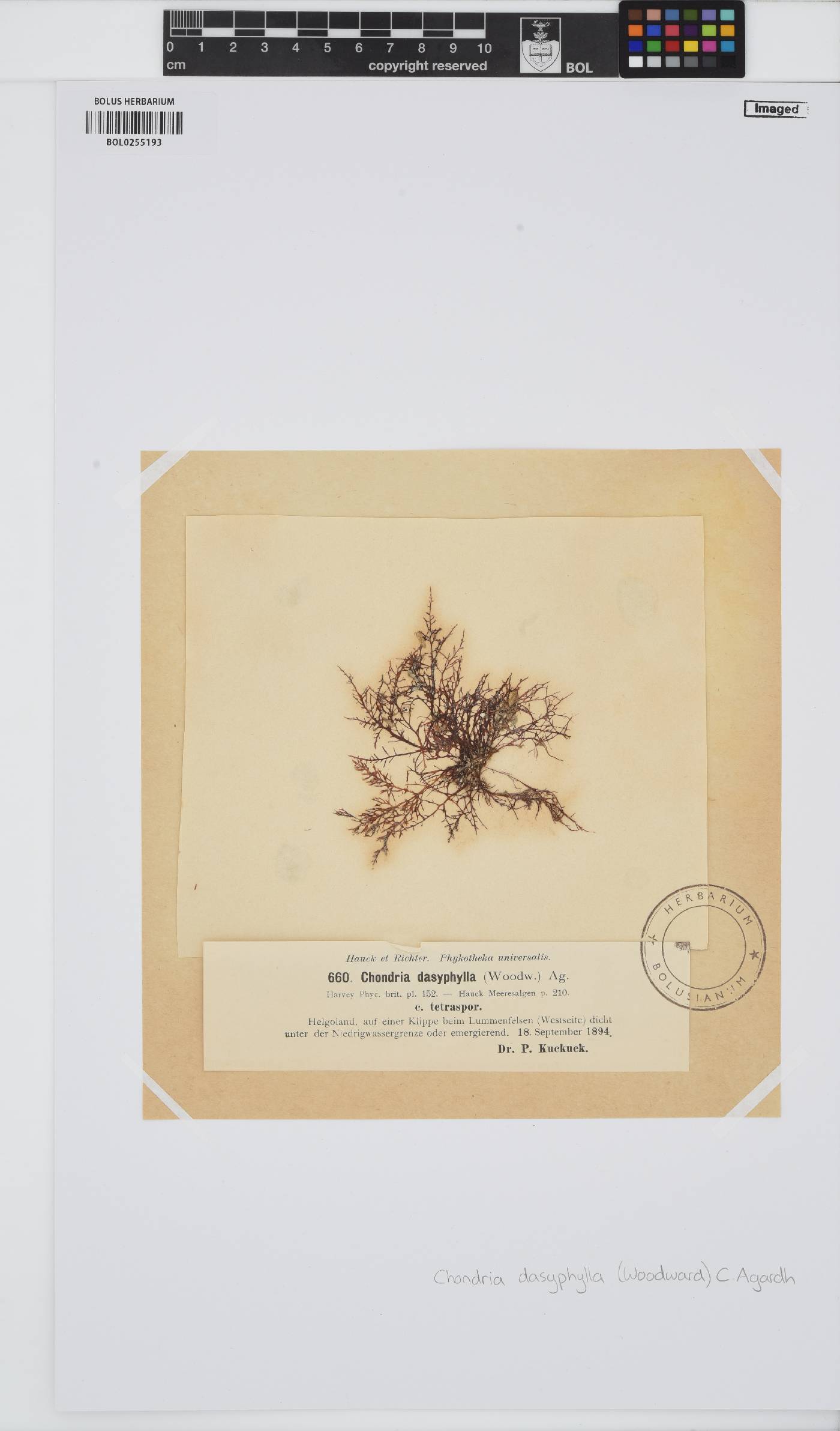 Chondria dasyphylla image