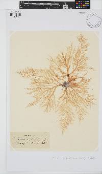 Chondria dasyphylla image
