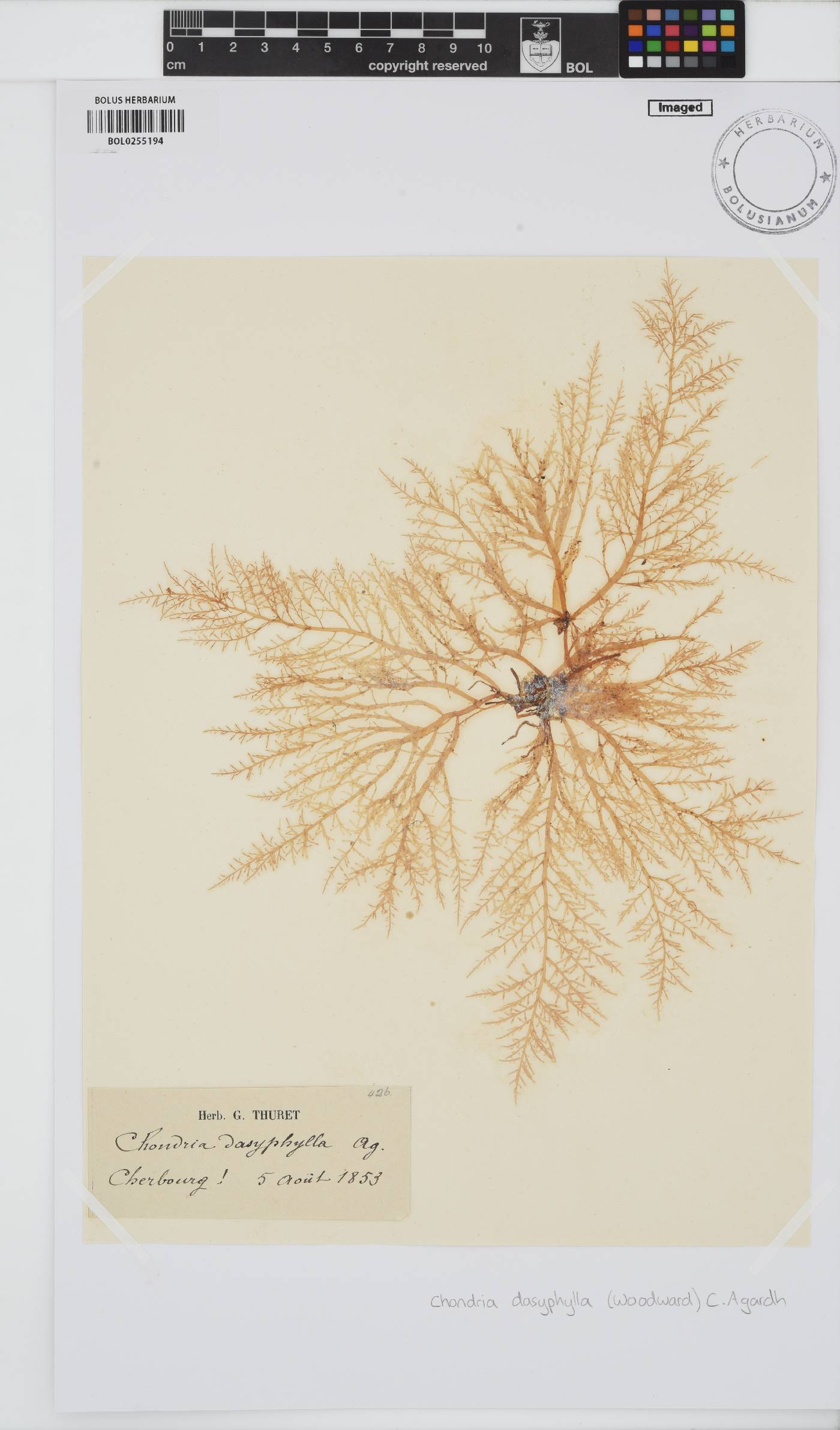 Chondria dasyphylla image