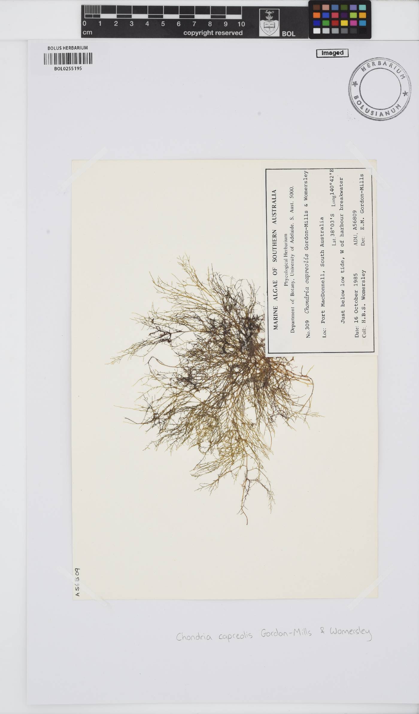 Chondria capreolis image
