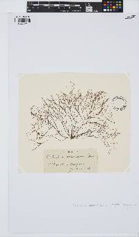 Image of Chondria coerulescens