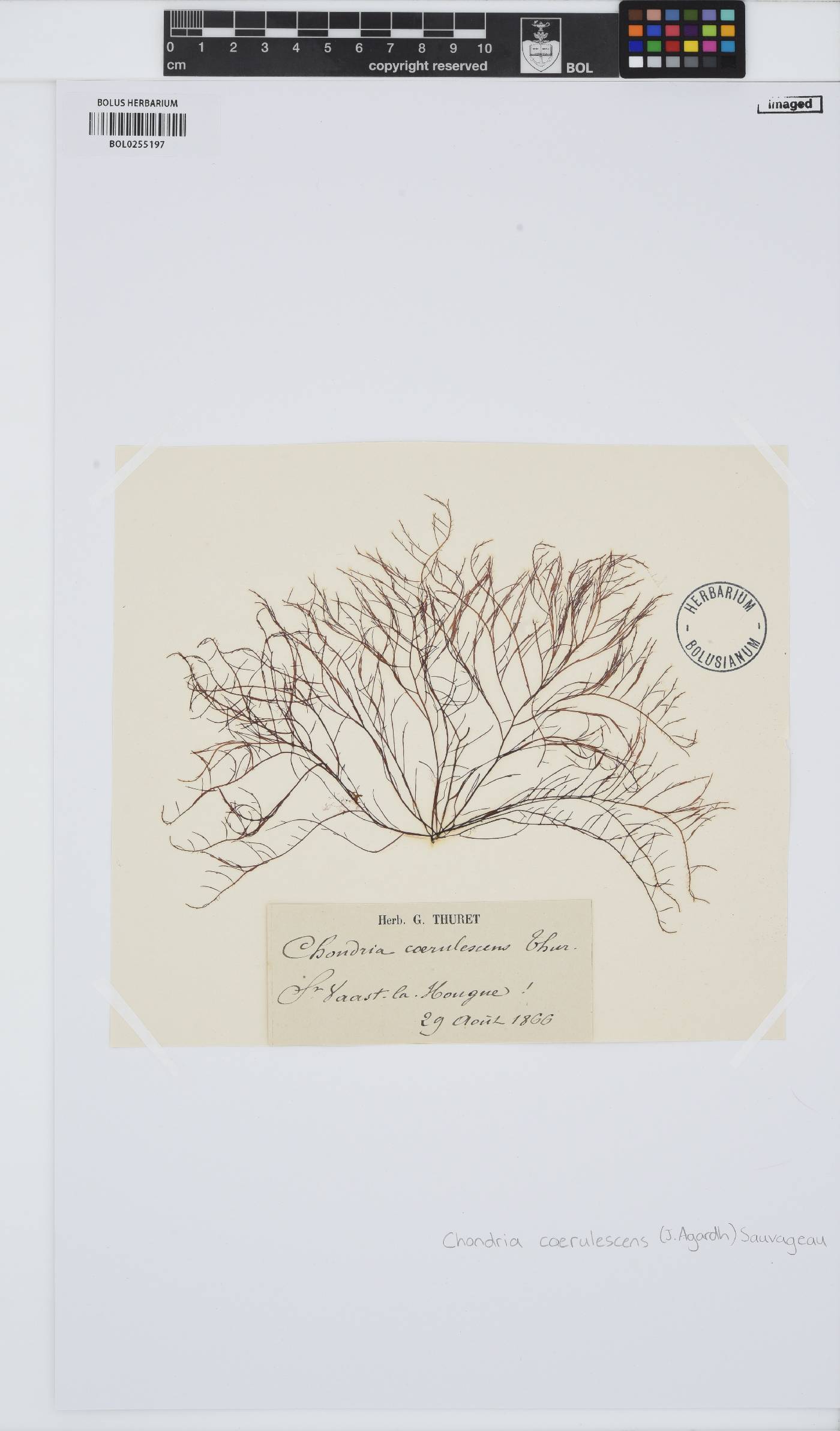 Chondria coerulescens image