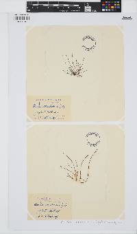 Chondria coerulescens image