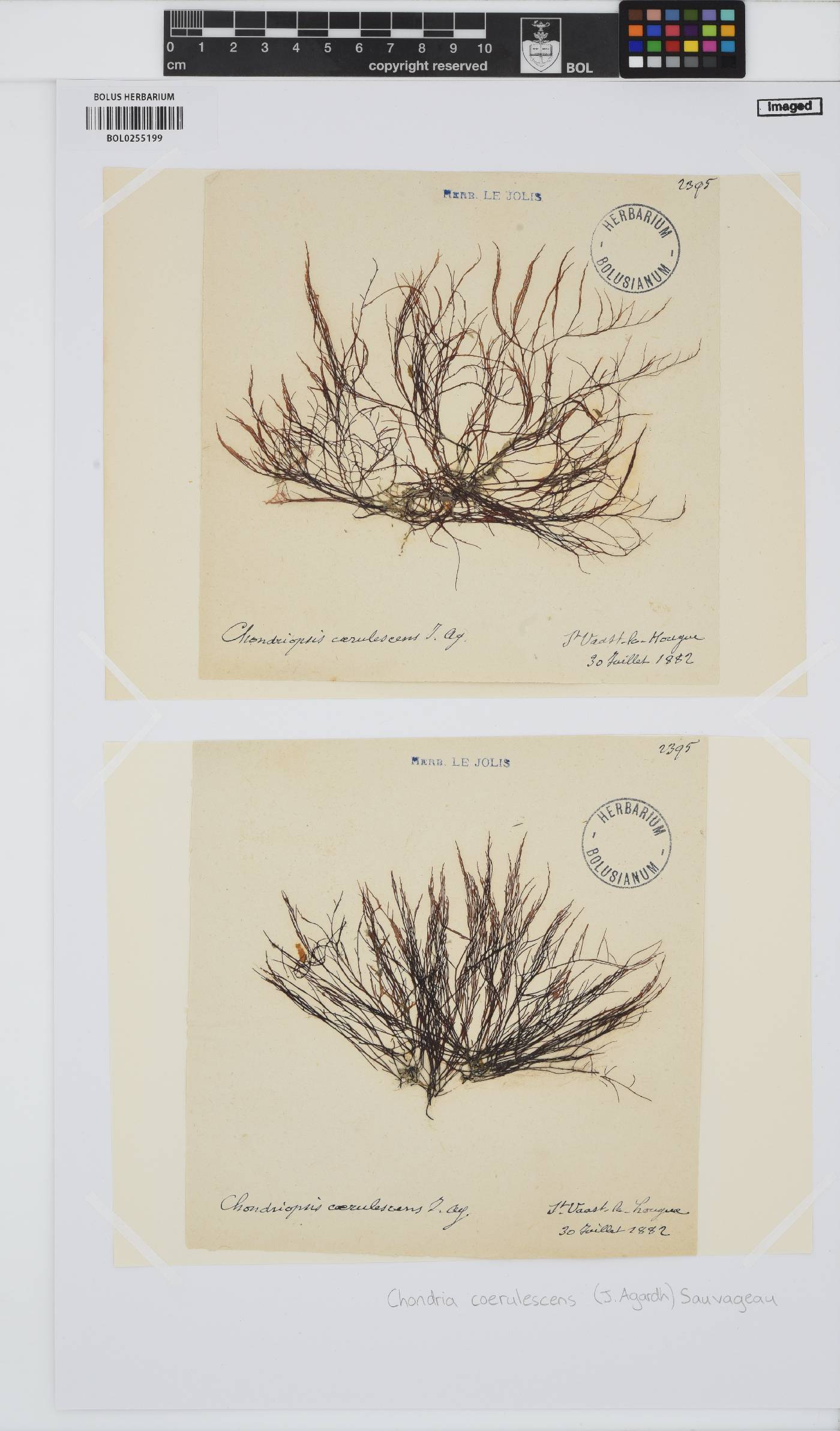 Chondria coerulescens image