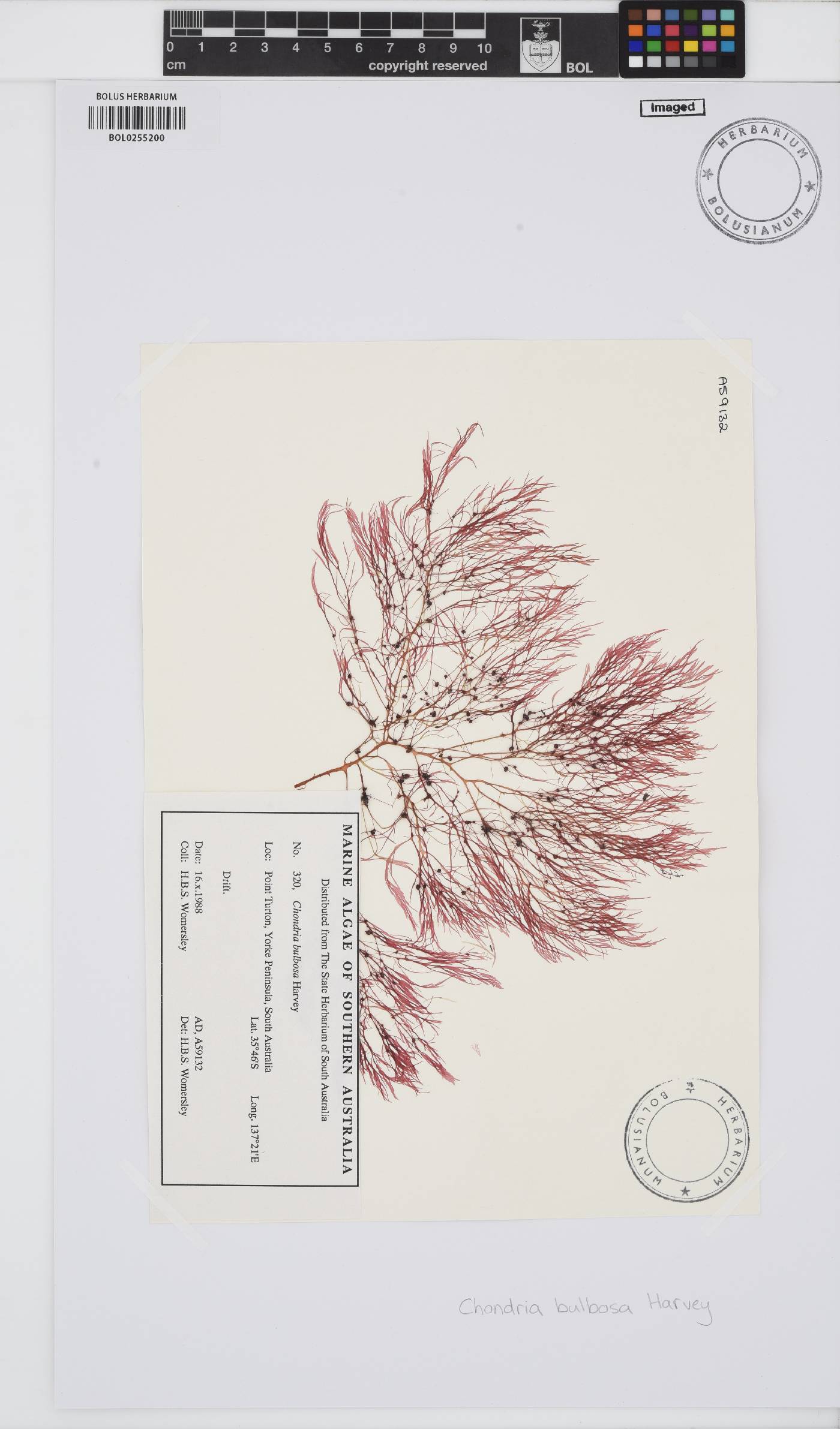 Chondria bulbosa image