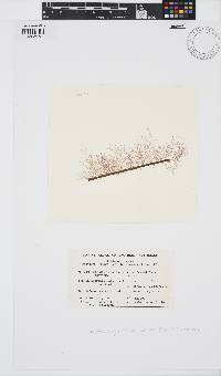 Image of Chondria angustissima