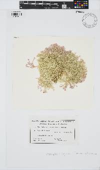 Jania sagittata image