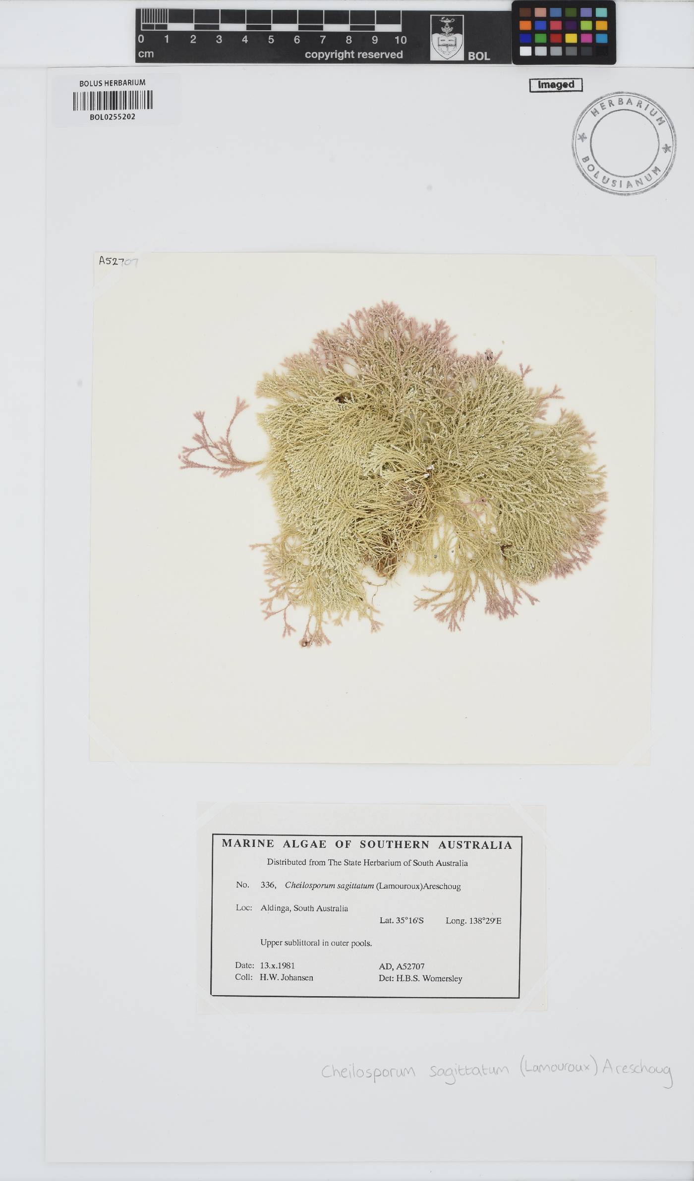 Jania sagittata image