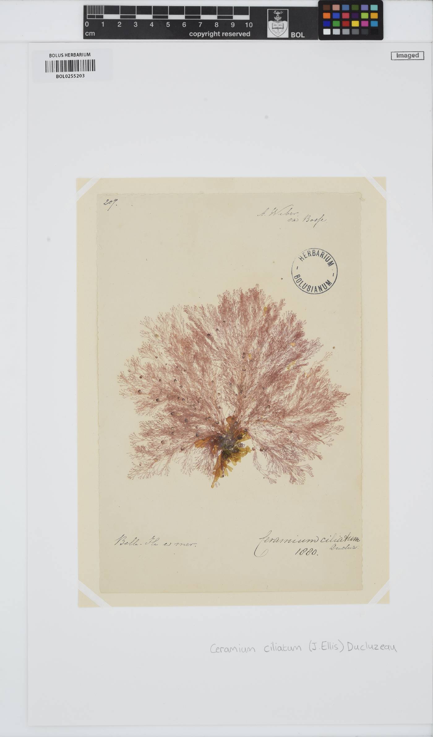 Ceramium ciliatum image