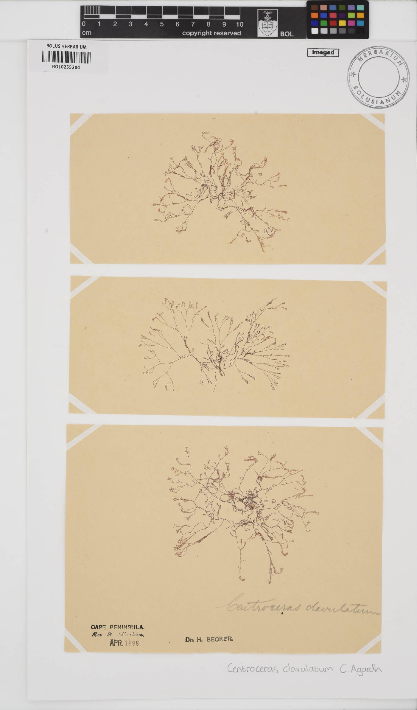 Centroceras clavulatum image