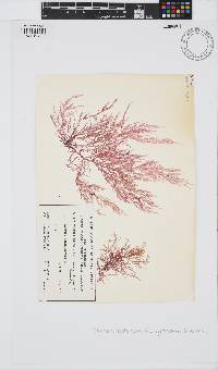 Image of Champia zostericola
