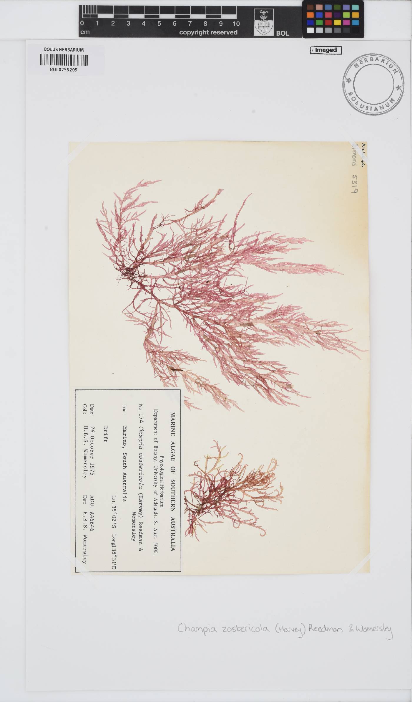 Champia zostericola image
