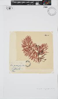 Champia compressa image
