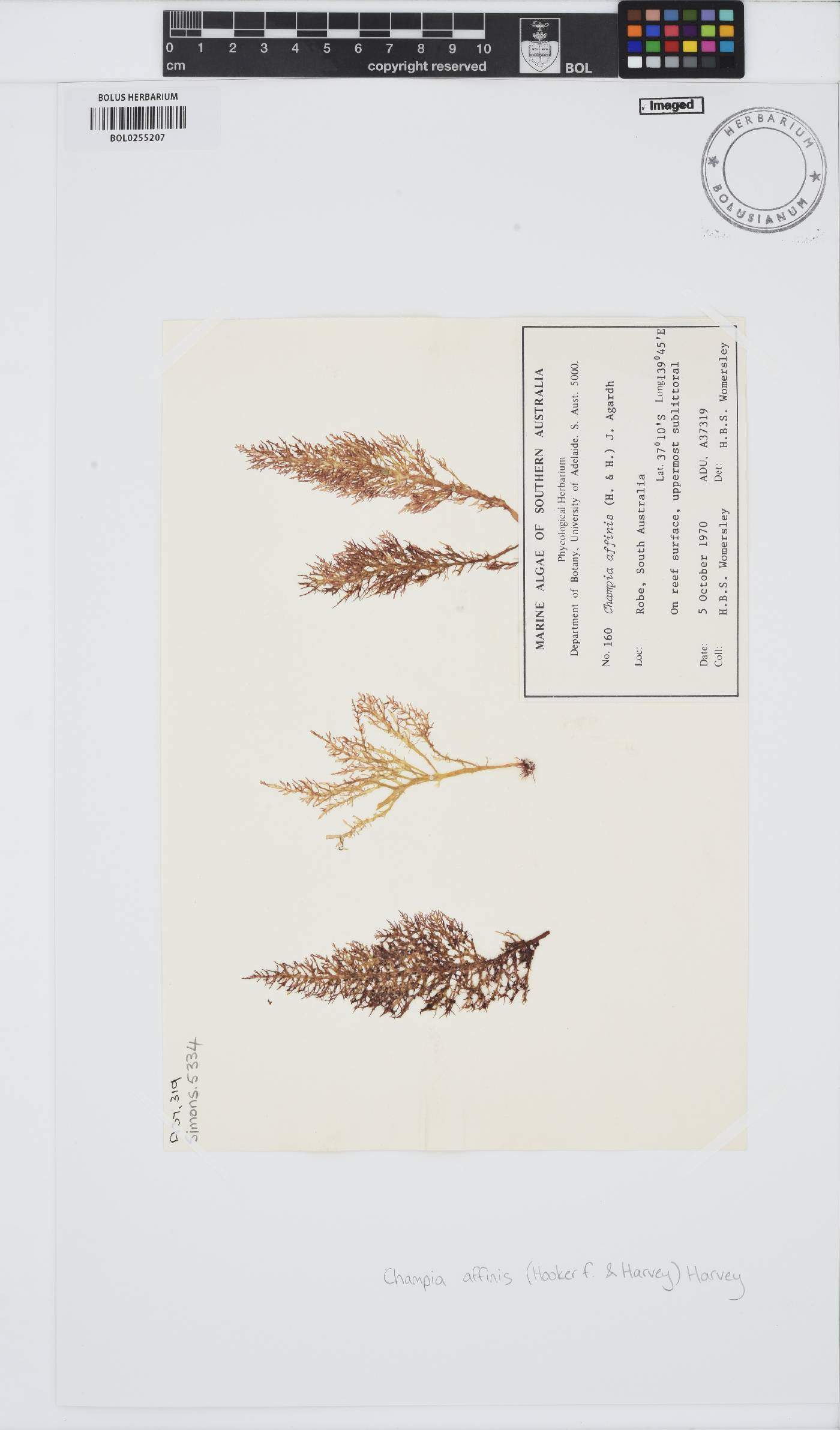Champia affinis image