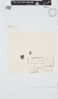 Gayliella flaccida image