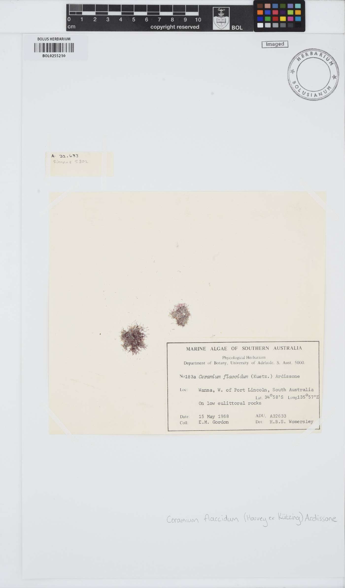 Gayliella flaccida image