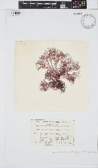 Gayliella flaccida image