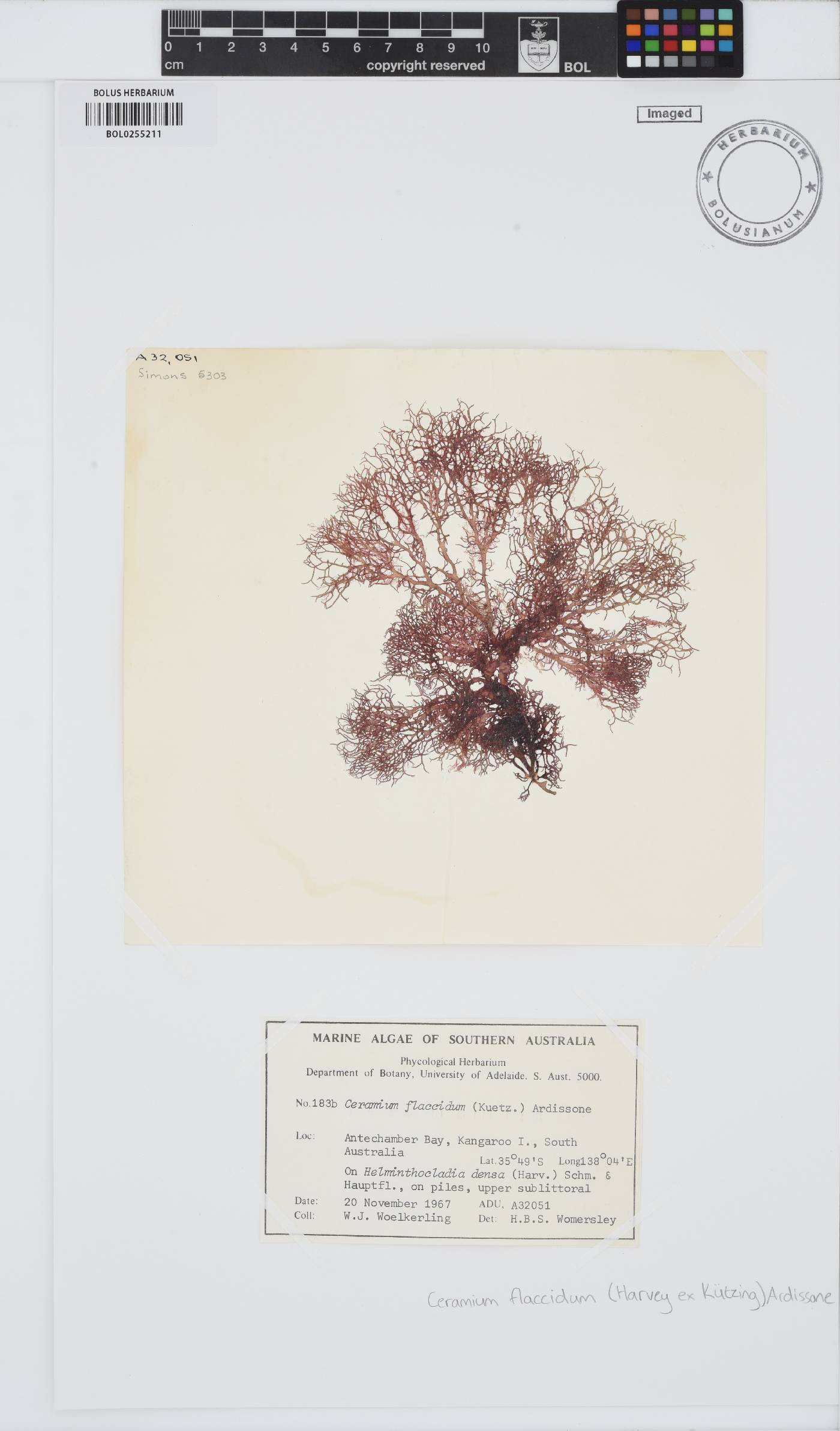 Gayliella flaccida image