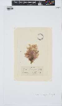 Ceramium gaditanum image