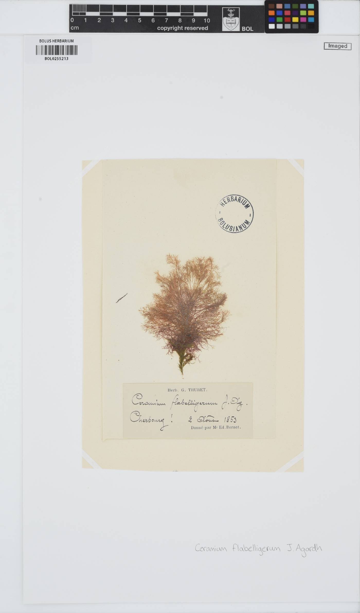 Ceramium gaditanum image