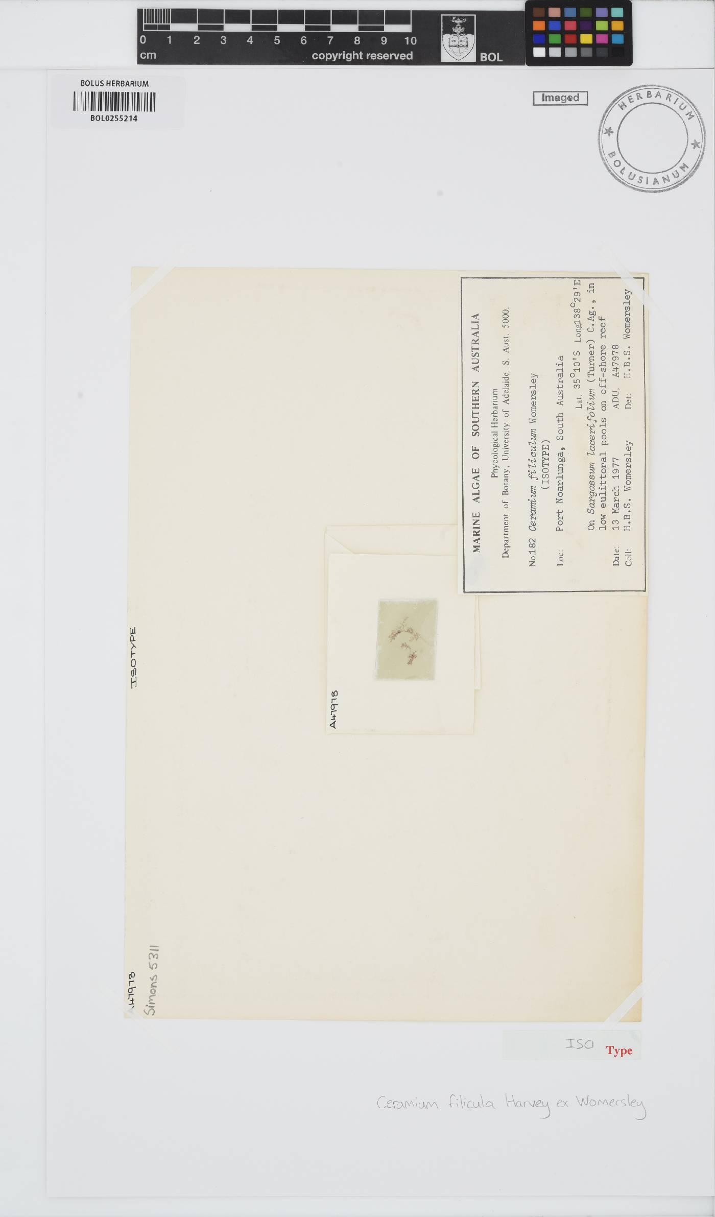 Reinboldiella image