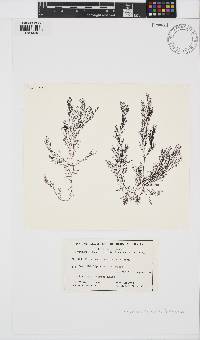 Ceramium excellens image