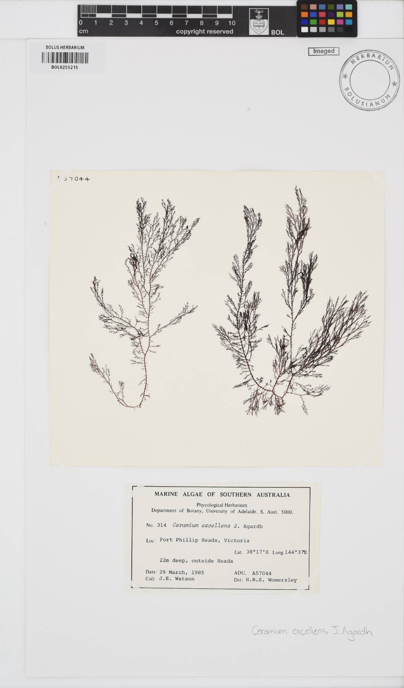 Ceramium excellens image