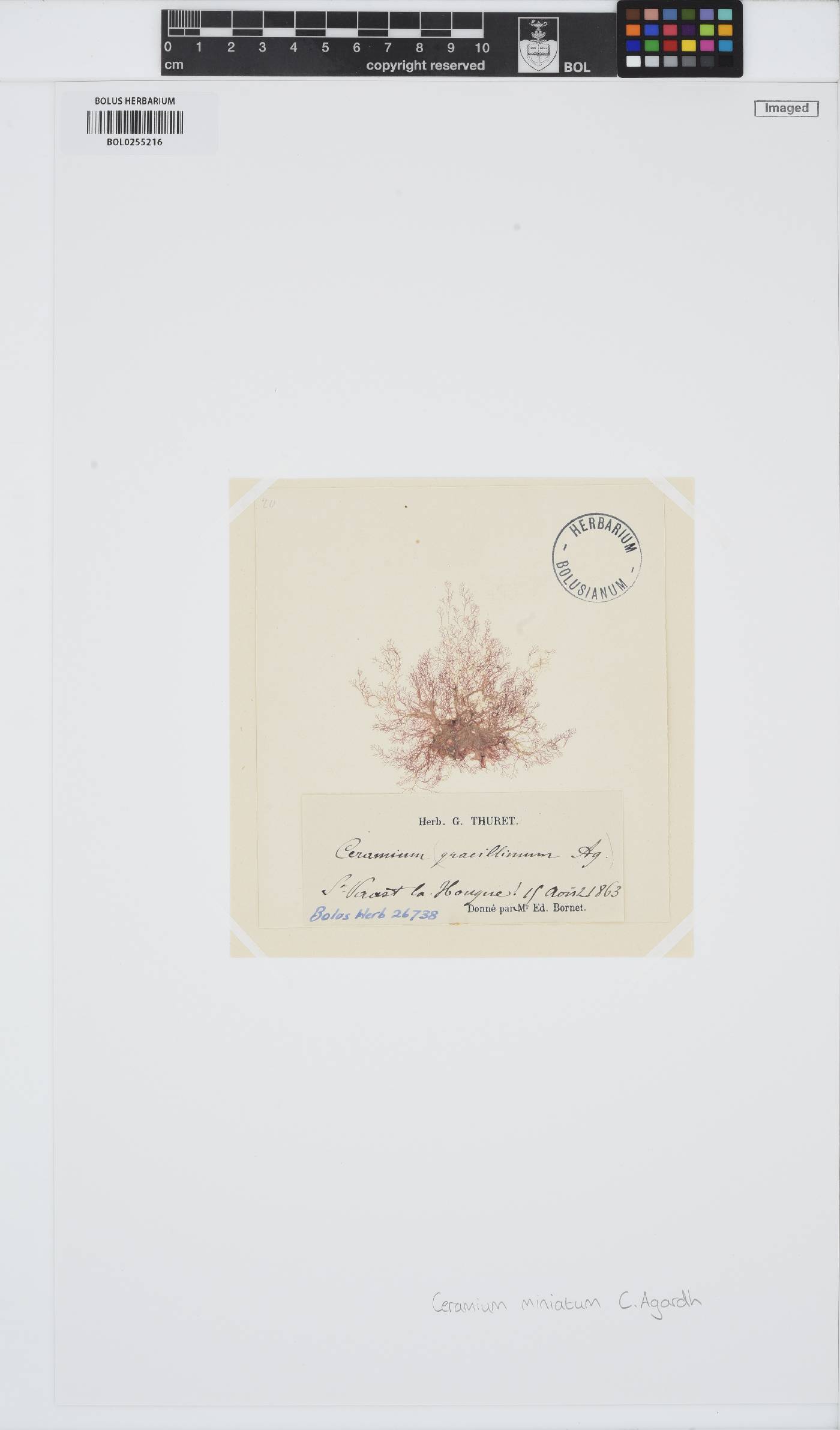Pleonosporium borreri image