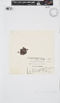 Image of Ceramium monacanthum