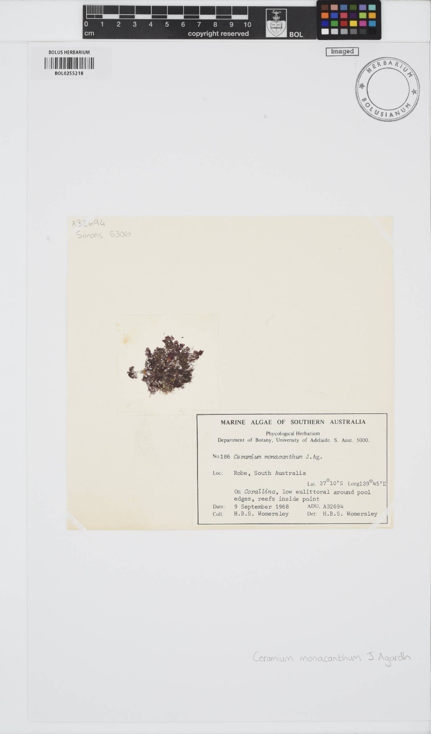 Ceramium monacanthum image
