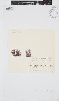 Image of Ceramium macilentum