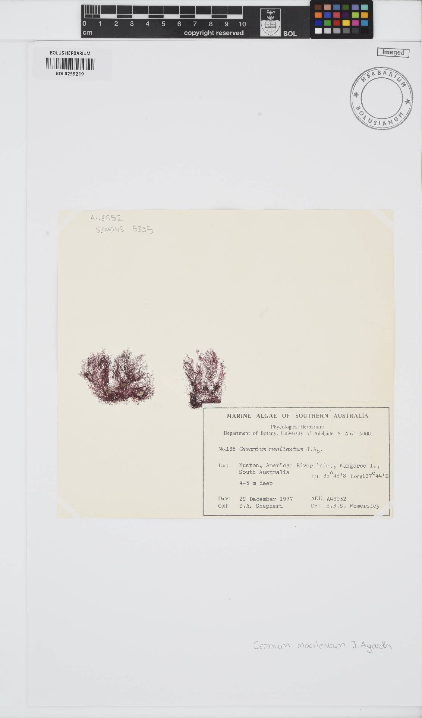 Ceramium macilentum image