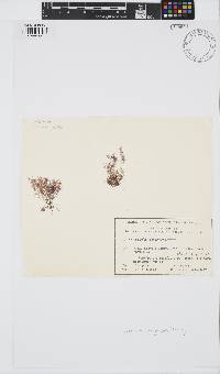 Image of Ceramium isogonum