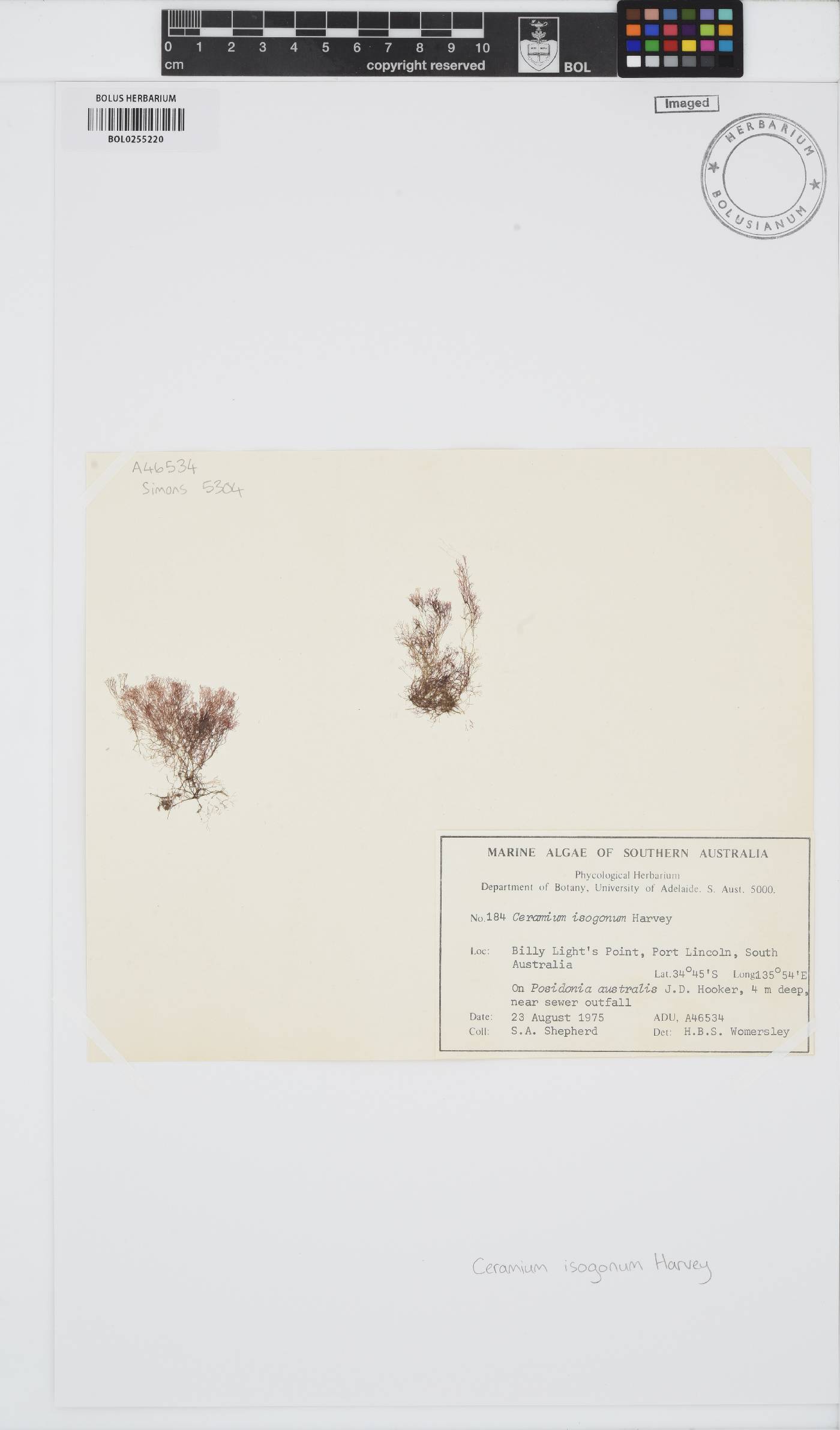 Ceramium isogonum image