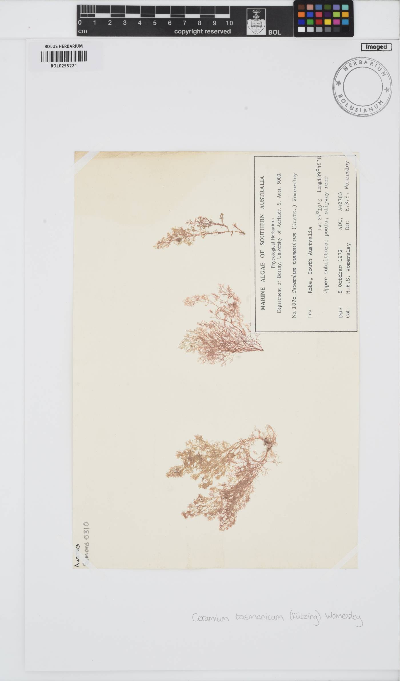 Ceramium tasmanicum image