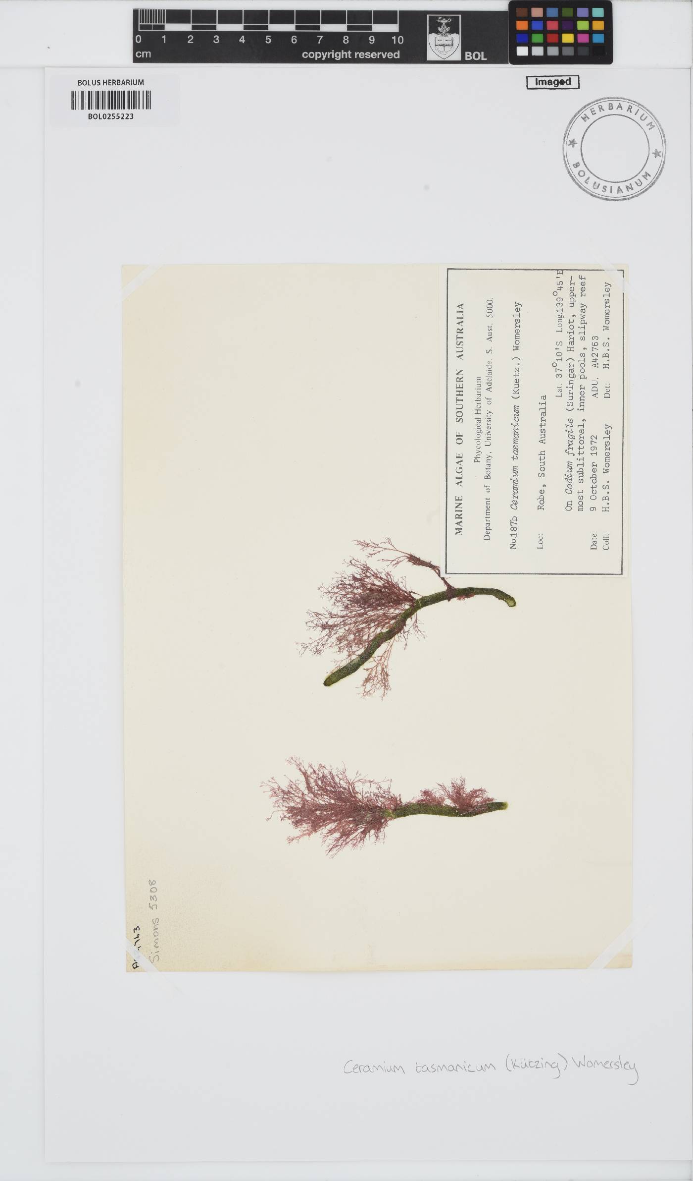 Ceramium tasmanicum image